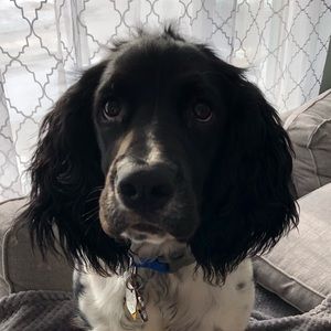 Meet your Posher, Sam